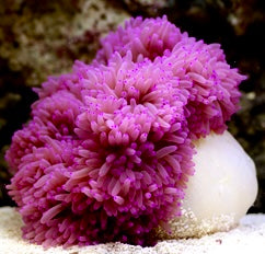 Rare Purple Sebae Anemone (Australia) Size: Tiny 2" and  Below