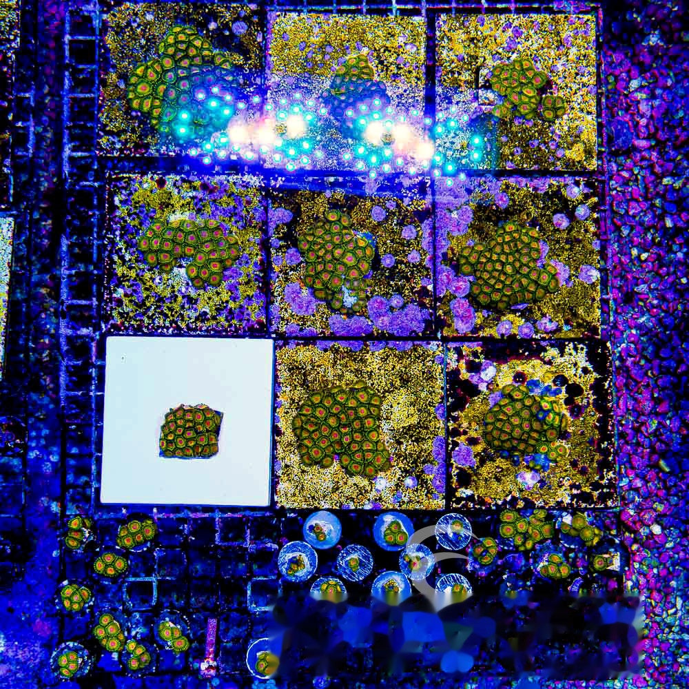 Aquacultured Impastas Zoanthid Frag (4+ Polyp Average) Size: M 0.75” to 1” Frag