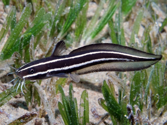 Coral Catfish Size: M 2" to 2.5"