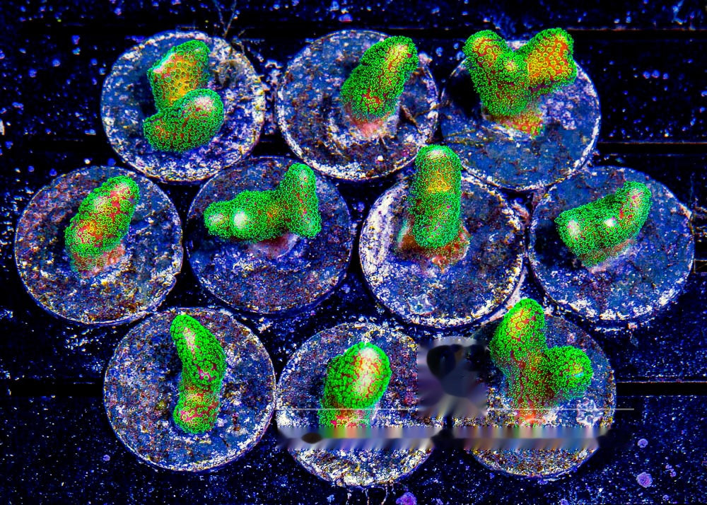 Green Stylophora Frag (Aquacultured) Size: M 0.75" to 1" Approx Frag