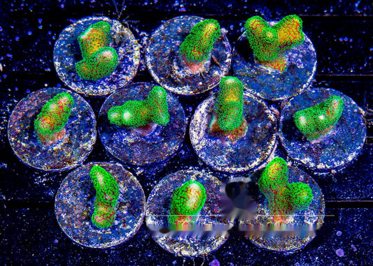 Green Stylophora Frag (Aquacultured) Size: M 0.75" to 1" Approx Frag