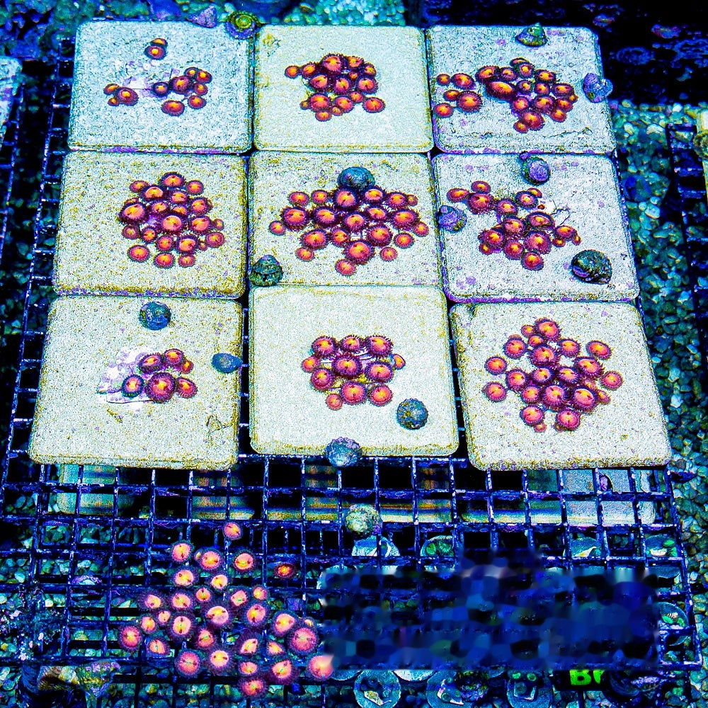 Aquacultured Sakura Zoanthid Frag (4+ Polyp Average) Size: M 0.75” to 1” Frag