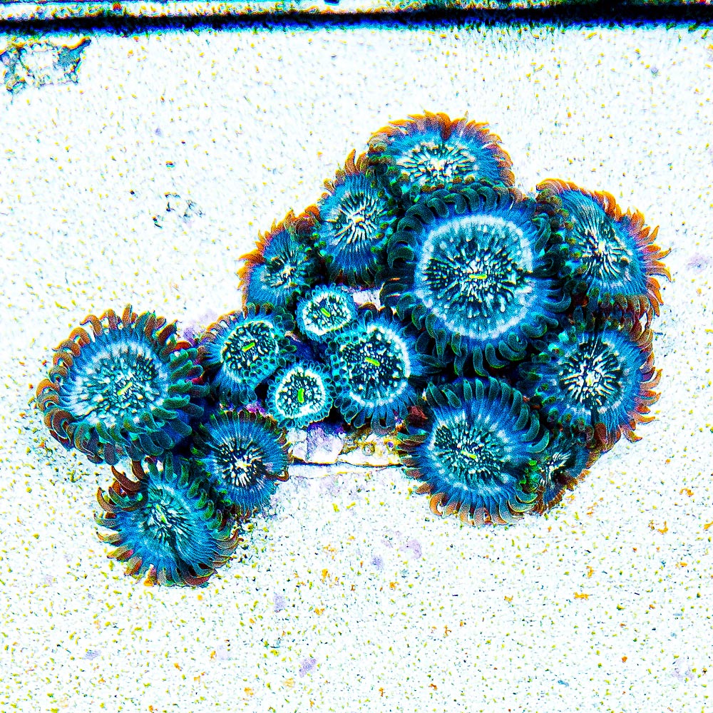 Aquacultured Hawaiian Ding Dang Zoanthid Frag (2+ Polyp Average) Size: M 0.75” to 1” Frag