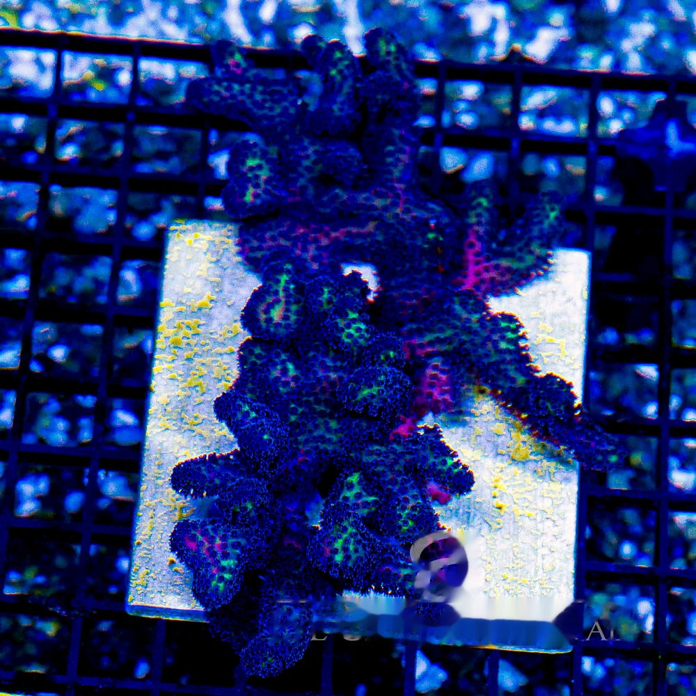 Void Walker Stylophora Frag (Aquacultured) Size: M 0.75" to 1" Approx Frag