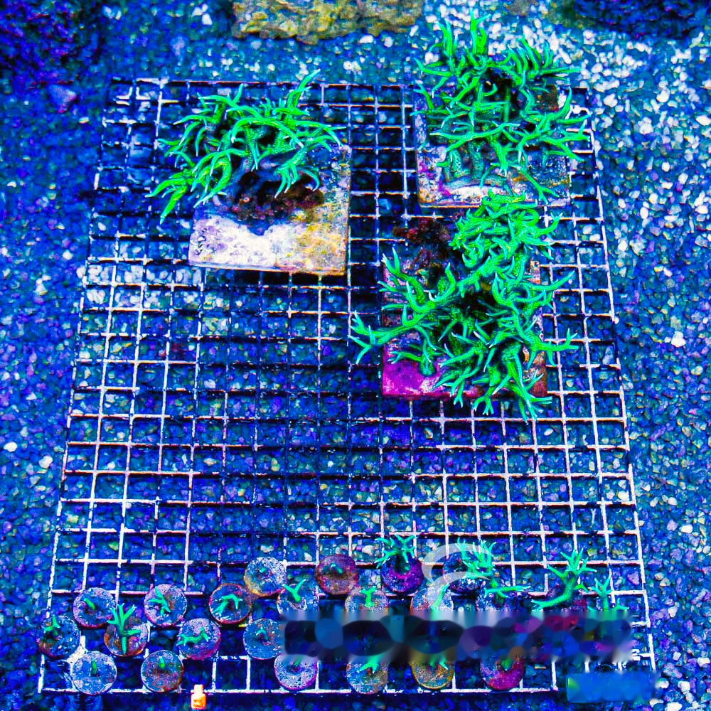 Ponape Birdsnest Frag (Aquacultured) Size: M 0.5" to 0.75" Approx Frag