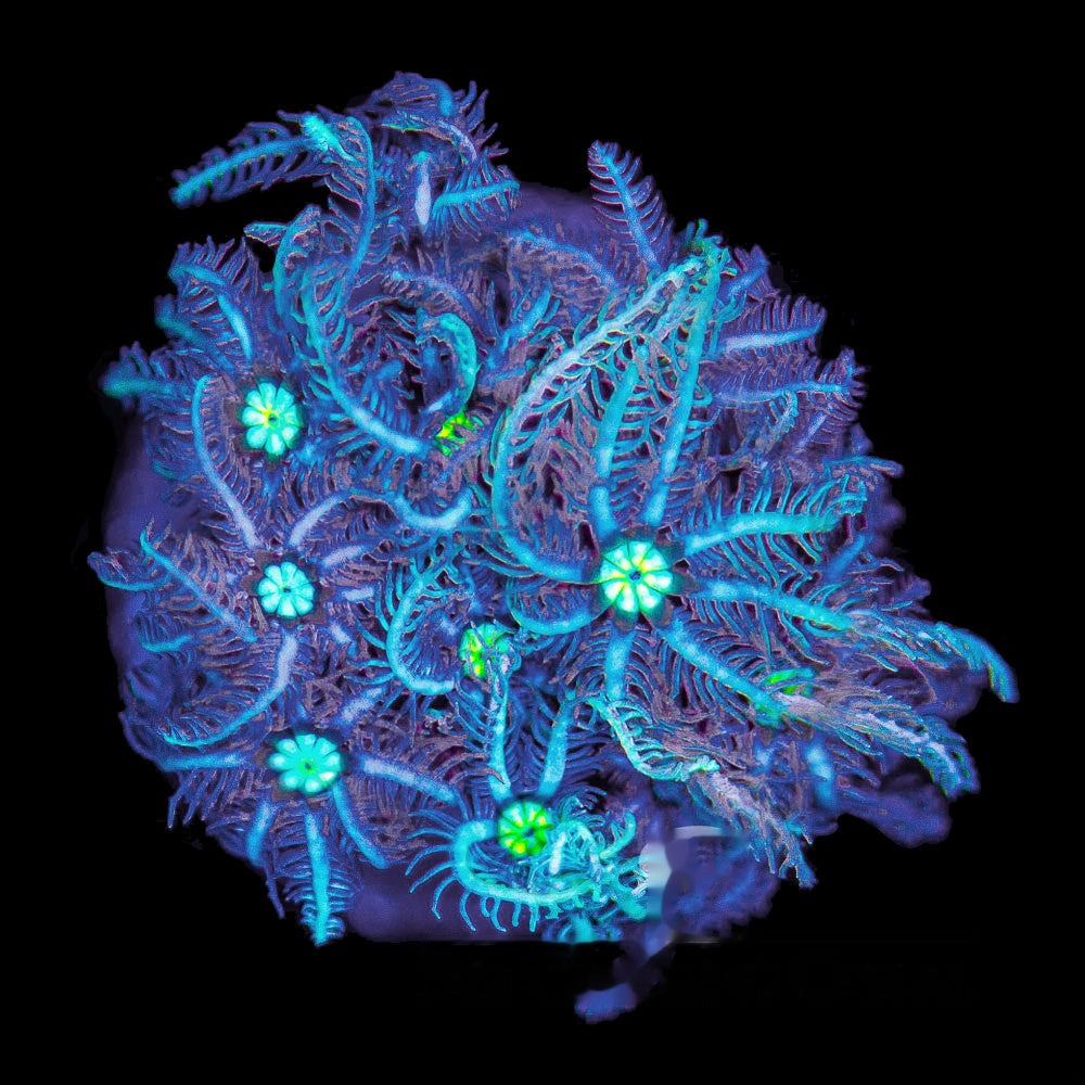 Bad Hair Day Pipe Organ Frag (Aquacultured) Size: M 0.75" to 1" Approx Frag