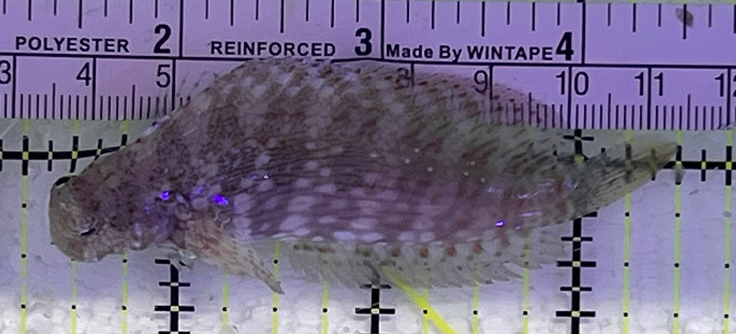 Lawnmower Blenny LB033101 WYSIWYG Size: L 3" approx