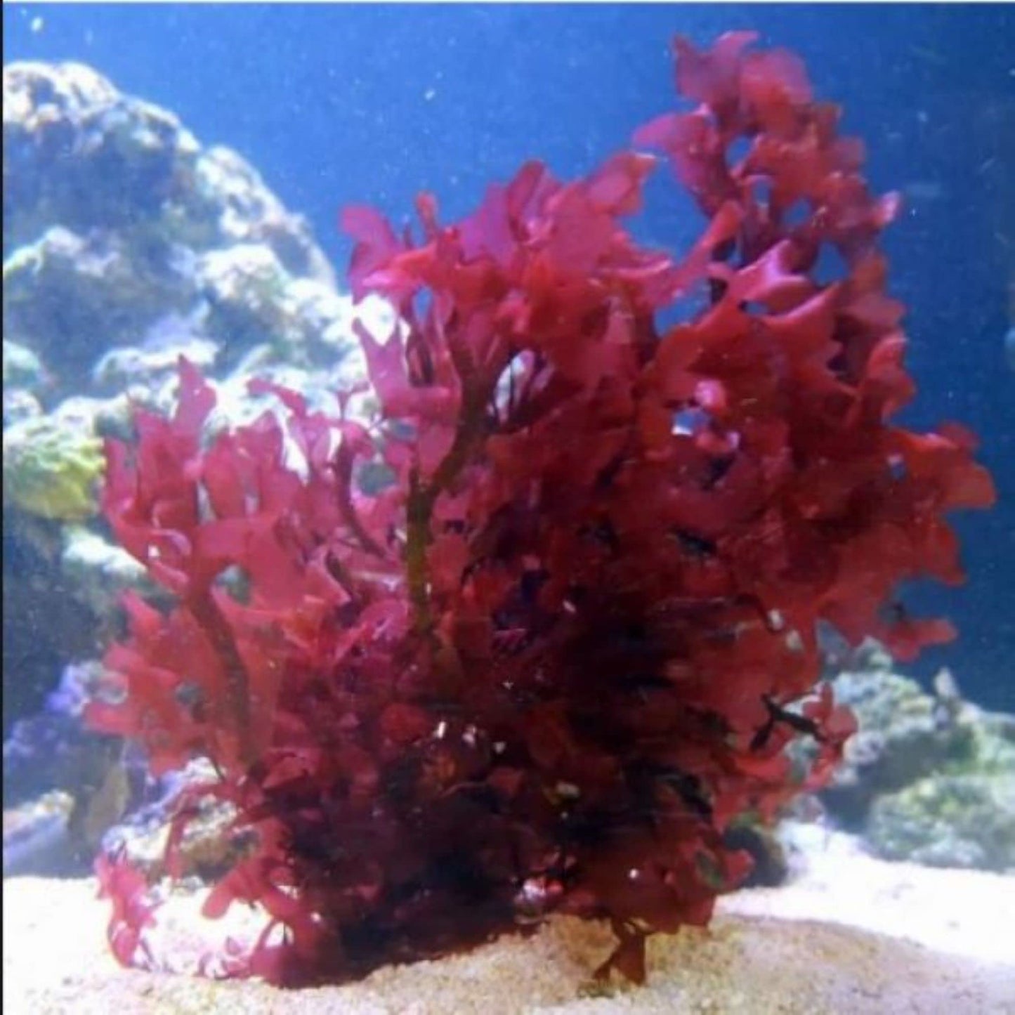 Red Pom Pom Gracilaria Macro Algae (Aquacultured) Size: M 4" to 7" - Violet Aquarium 