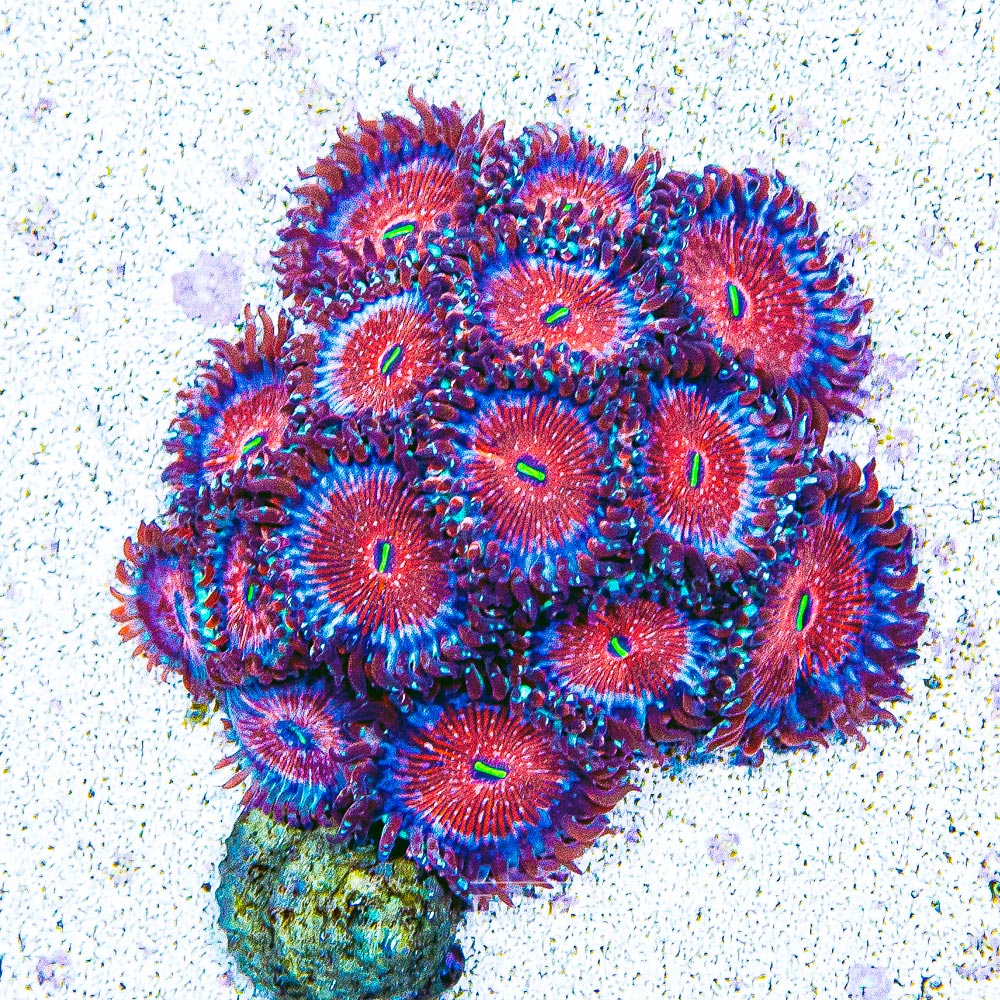 Seduction Zoanthid Frag (2+ Polyp Average, Aquacultured) Size: M 0.75” to 1” Approx Frag