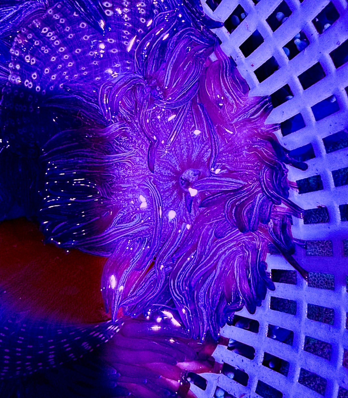 Purple Peppermint Long Tentacle Anemone PPLTA062601 WYSIWYG Size: S 2" to 3"