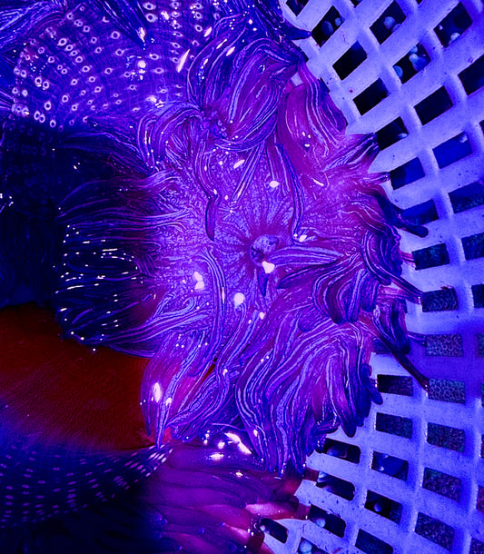 Purple Peppermint Long Tentacle Anemone PPLTA062601 WYSIWYG Size: S 2" to 3"
