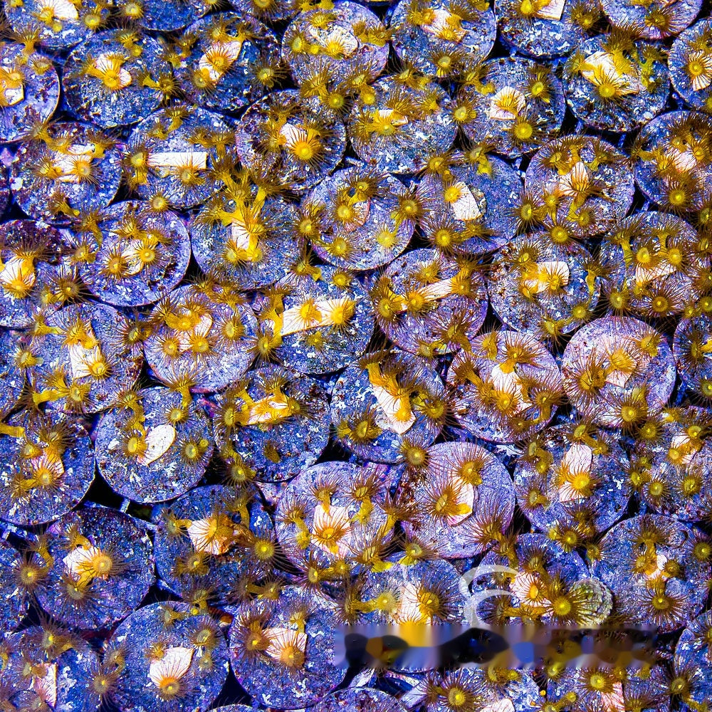 Yellow Polyps Big Frag (Aquacultured) Size:  M 0.75" to 1" Approx Frag - Violet Aquarium 