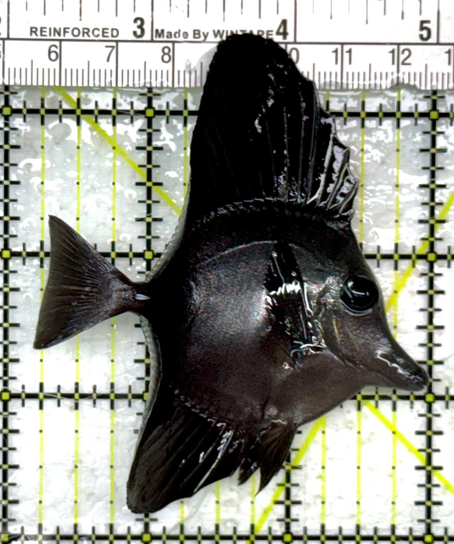 Black Tang Size: S 2" to 3"