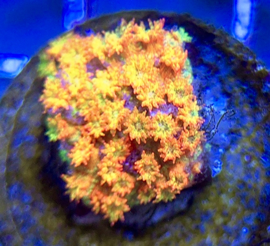 Laffy Taffy Goniopora Minor (Aquacultured) LTGM042212 WYSIWYG
