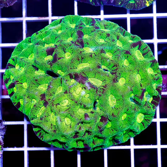 Aussie Neon Goniastrea Mother Colony ANGMC031303 WYSIWYG