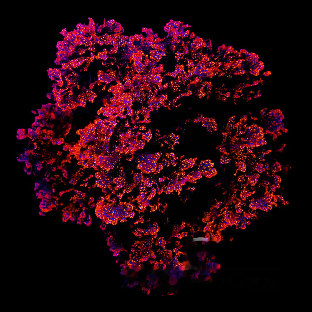 Atomic Broccoli Macro Algae (Aquacultured) Size: M 3" Diamter Ball Approx - Violet Aquarium 