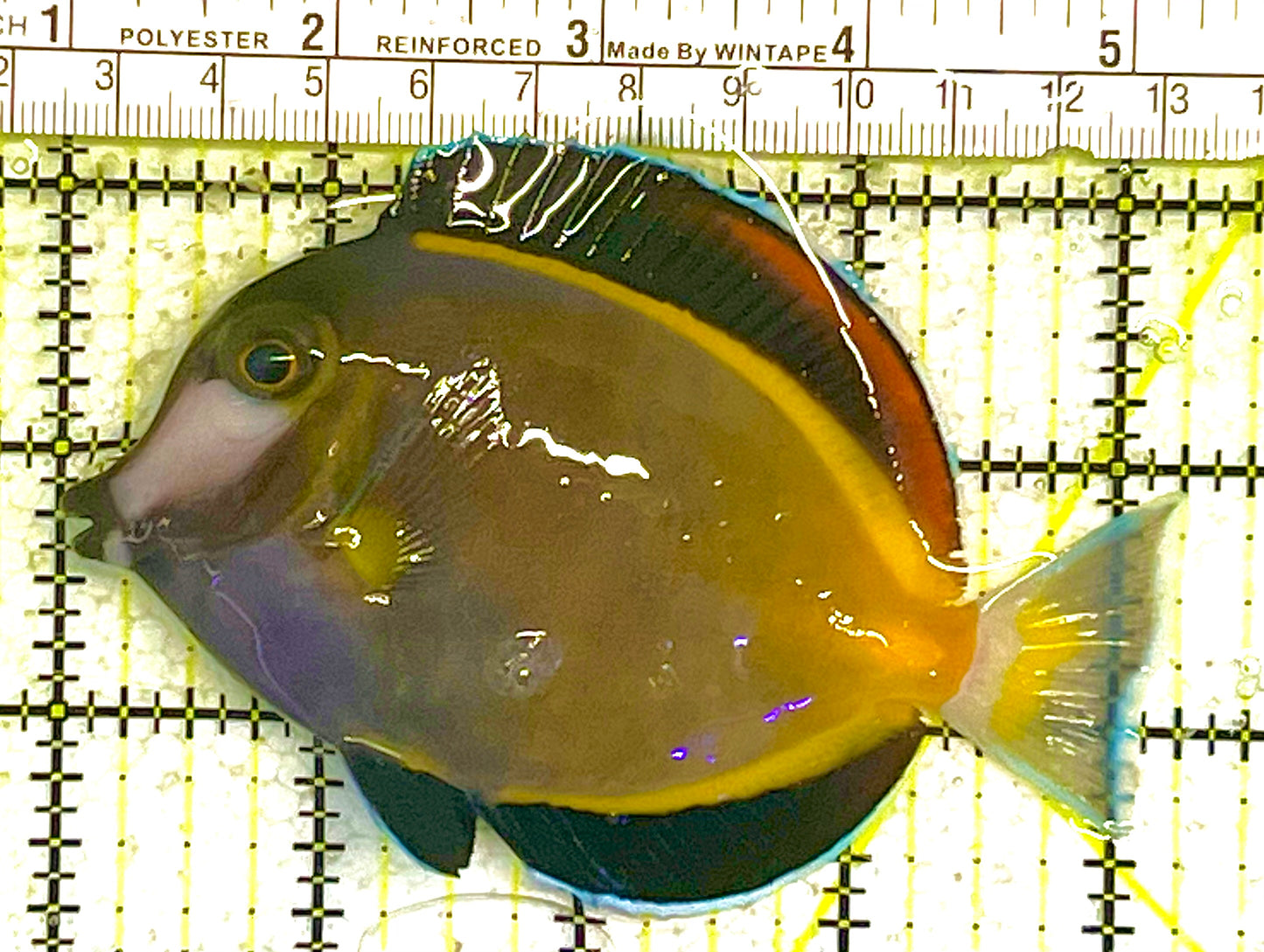 Powder Brown Tang PBT033101 WYSIWYG Size: L 4.25" approx