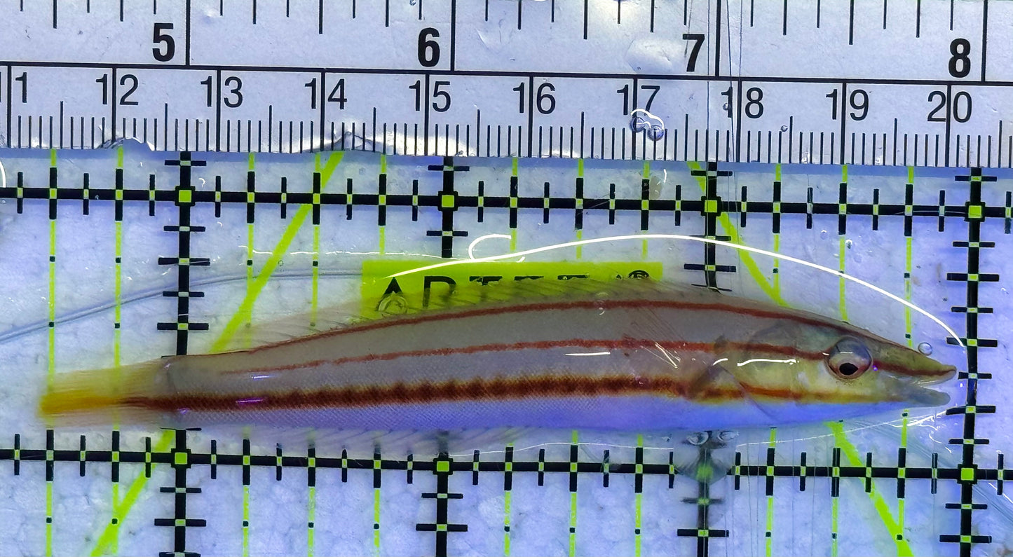 Red Ring Wrasse Juv Solomon Islands RRW040101 WYSIWYG Size: L 3.5: approx