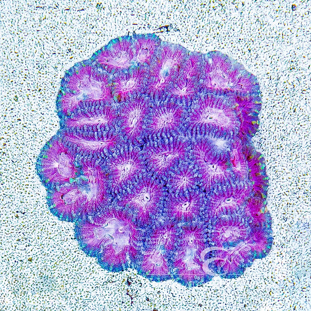 Brain-Freeze Favia Frag (Aquacultured) Size: M 0.5" to 0.75" Approx Frag
