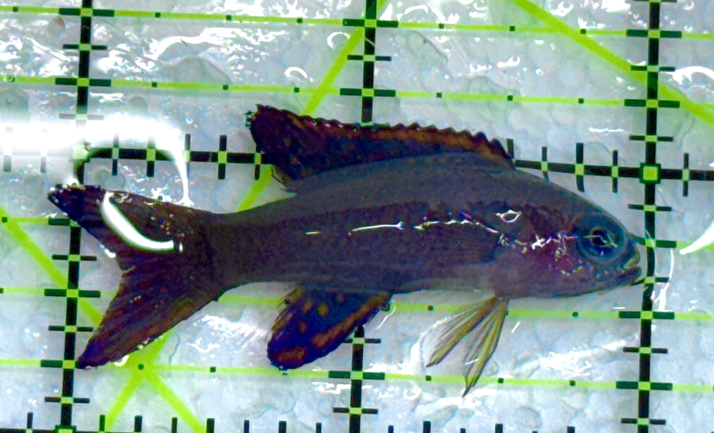 Randall's Assessor Basslet RAB040101 WYSIWYG Size: S 2" approx