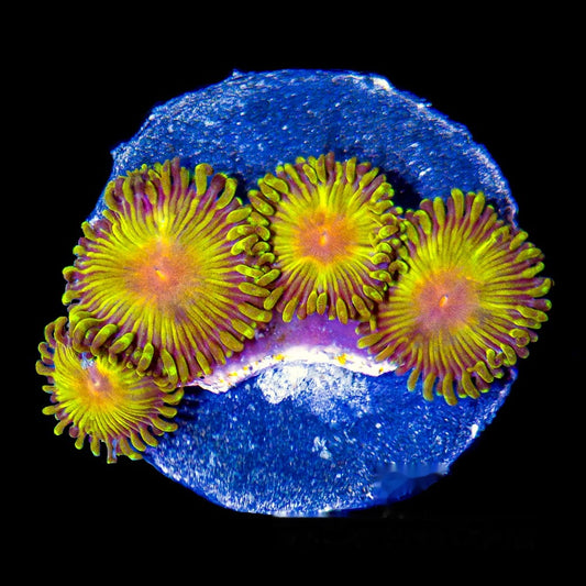 Aquacultured Impastas Zoanthid Frag (4+ Polyp Average) Size: M 0.75” to 1” Frag