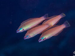 Rare Redspot Wrasse Size:  3" to 3.5"