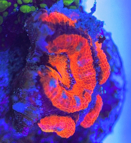 Aussie Acan Lordhowensis AAL031312 WYSIWYG