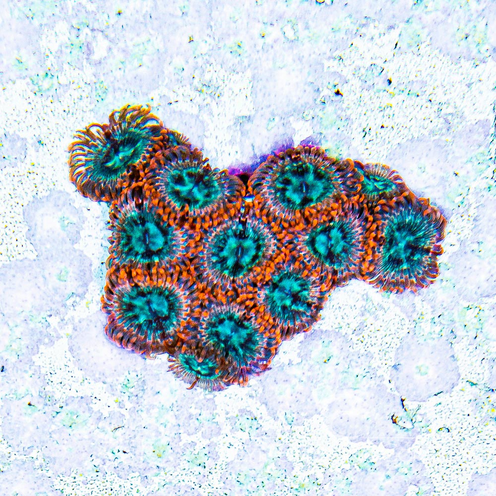 Aquacultured Volcanic War Zoanthid Frag (4+ Polyp Average) Size: M 0.75” to 1” Frag