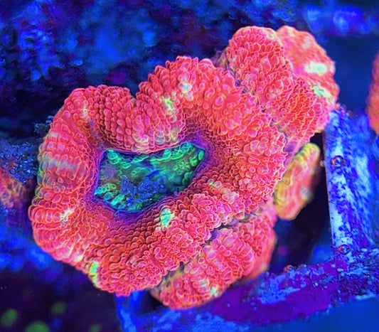 Aussie Acan Lordhowensis AAL031304 WYSIWYG