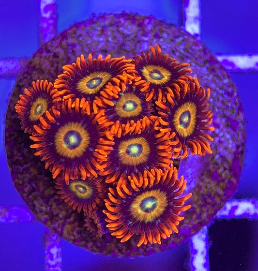 Aquacultured Zoanthids/Playthoa AZP031811 WYSIWYG