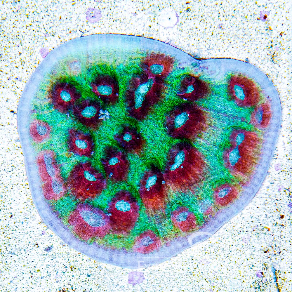 Time Capsule Chalice (Aquacultured) Size: L 1" to 3" Approx Frag - Violet Aquarium 