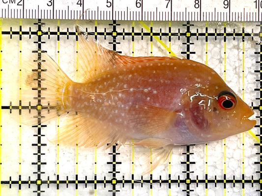 Flowerhorn Cichlid FC12001 WYSIWYG Size: S 3.5" Approx