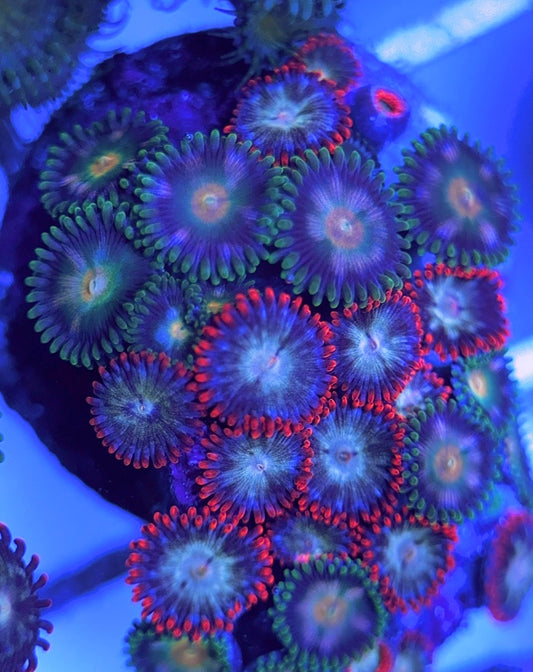 Aquacultured Zoanthids/Playthoa AZP031523 WYSIWYG