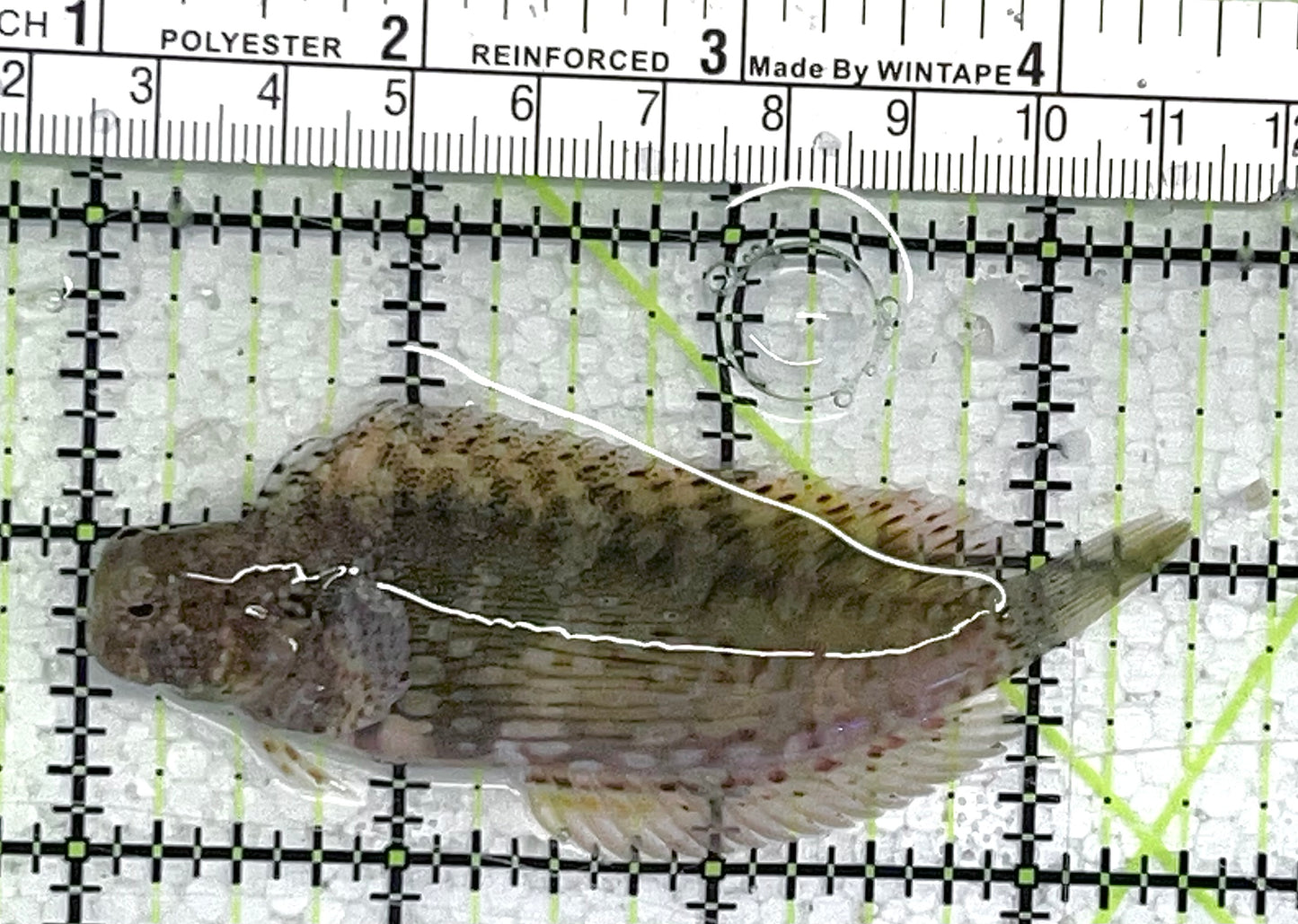 Lawnmower Blenny LB033102 WYSIWYG Size: L 3" approx