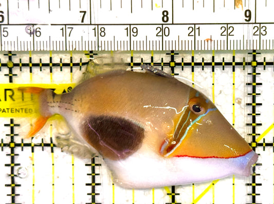 Bursa Triggerfish BT033101 WYSIWYG Size: ML 3" approx