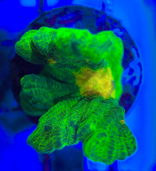 Space Invader Pectinia (Aquacultured) SIP031311 WYSIWYG