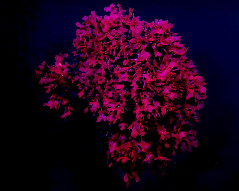 Red Pom Pom Gracilaria Macro Algae (Aquacultured) Size: M 4" to 7" - Violet Aquarium 