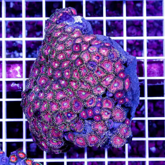 Ultra Aussie Big Pink Gold Palythoa Mother Colony UABPGPMC022601 WYSIWYG