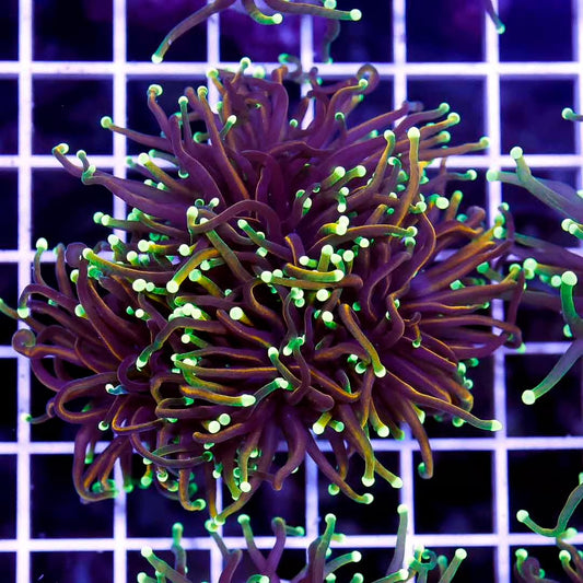 Indo Neon Dragon Soul Torch Mother Colony INDSTMC031301 WYSIWYG