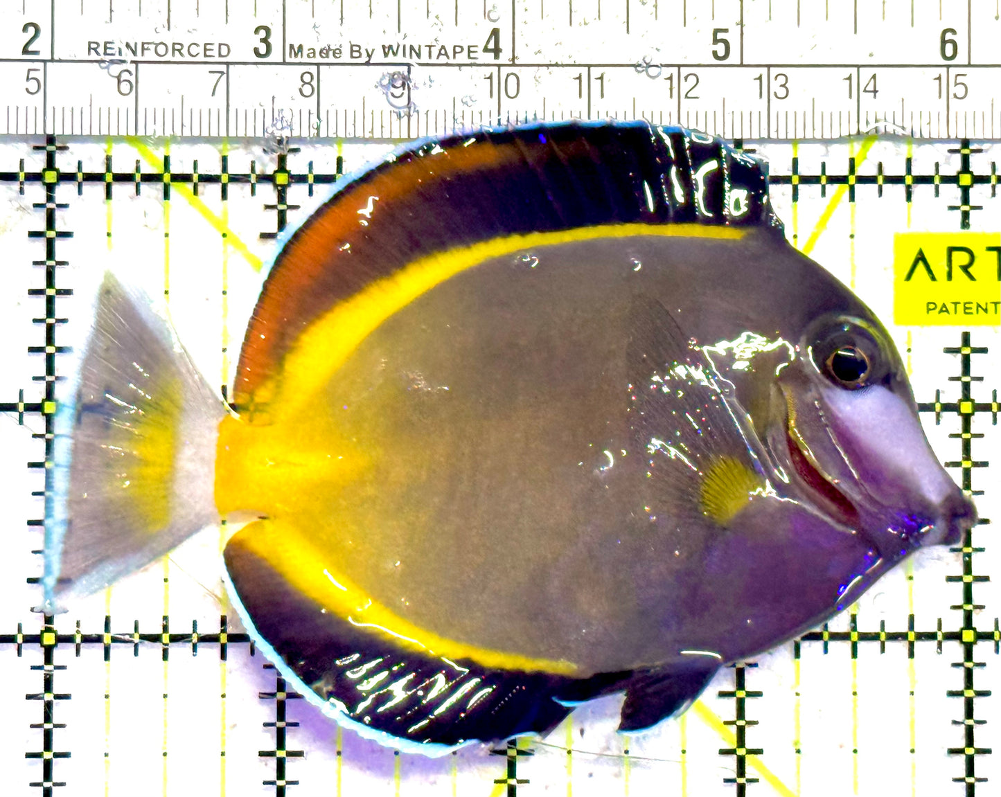 Powder Brown Tang PBT030202 WYSIWYG Size: L 4" approx
