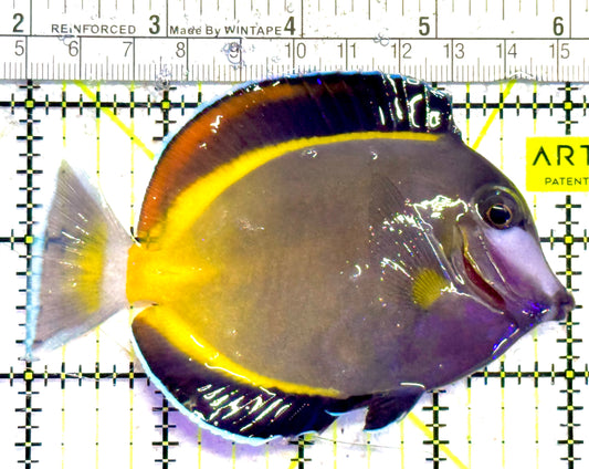 Powder Brown Tang PBT030202 WYSIWYG Size: L 4" approx