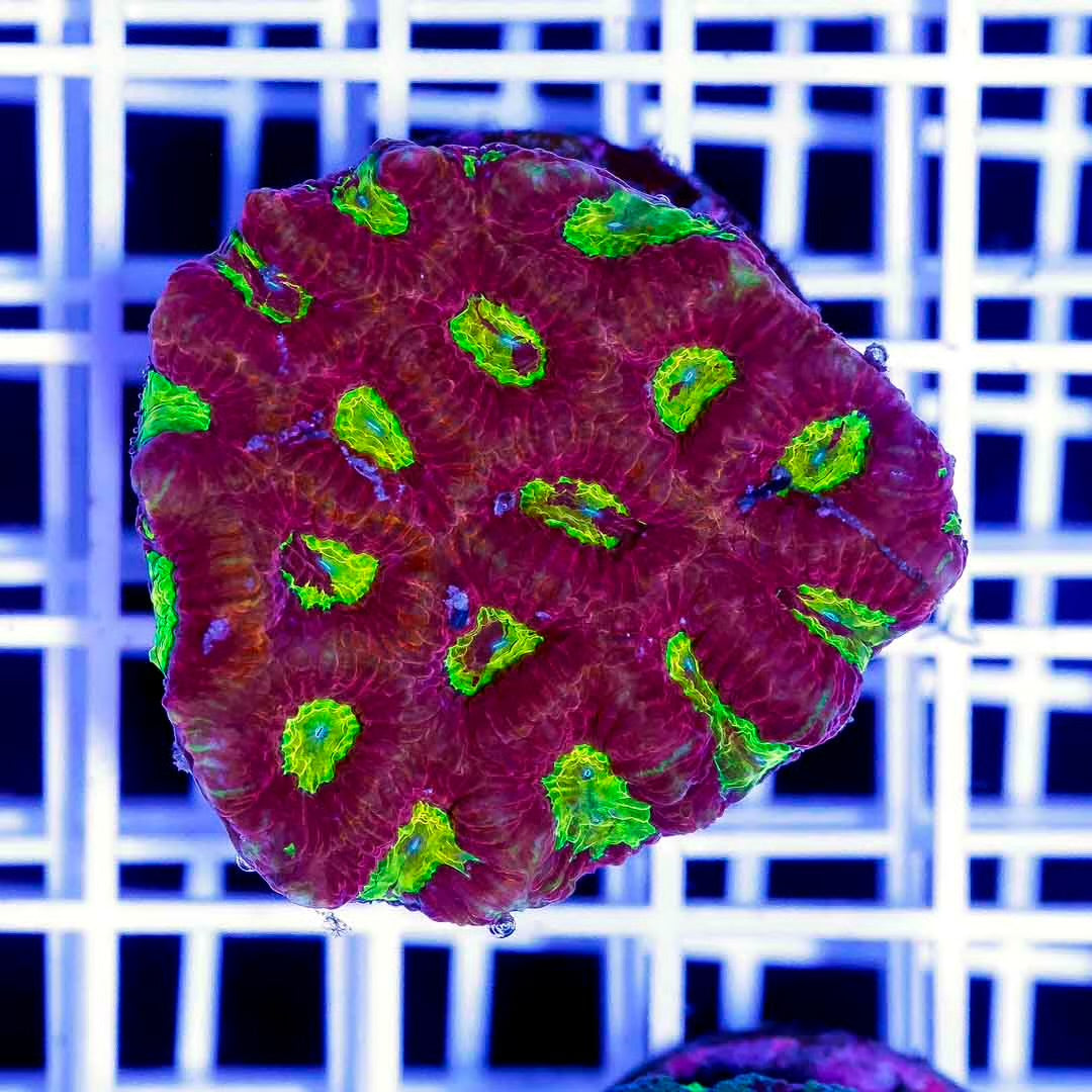 Aussie Favia Frag Mother Colony AFFMC101301 WYSIWYG