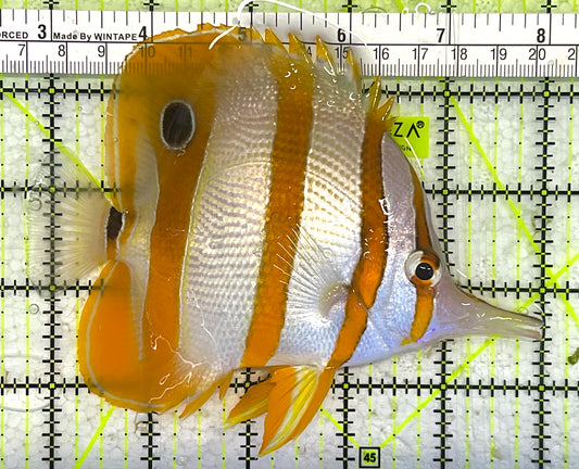 Copperband Butterflyfish CB033101 WYSIWYG Size: XL 5.25" approx