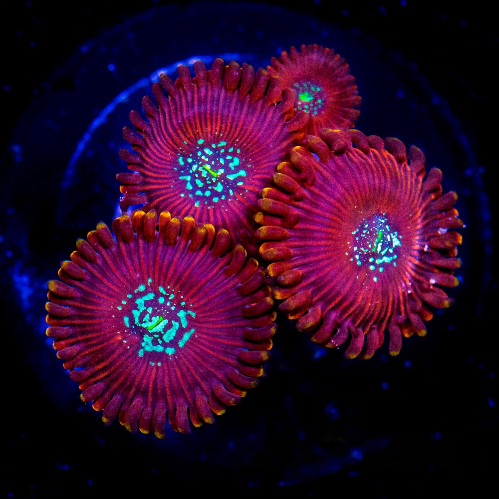 Magician Zoanthid Frag (2+Polyp Average, Aquacultured) Size: M 0.75” to 1” Approx Frag
