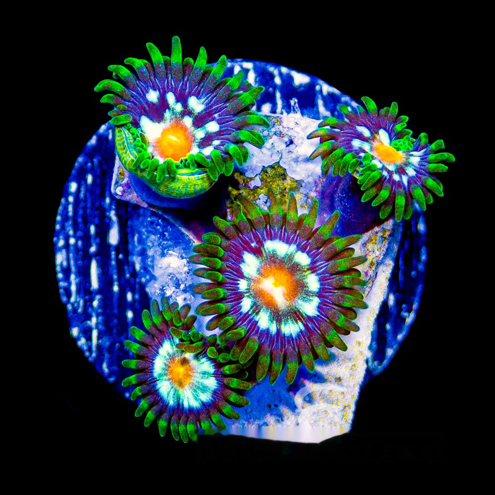 Aquacultured Galactic Crush Zoanthid Frag Size: M 0.75” to 1” Frag