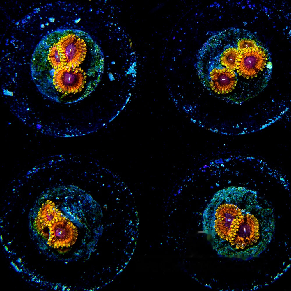Burning Ember Zoanthid Frag (2 Polyp Average, Aquacultured) Size: M 0.75” to 1” Frag