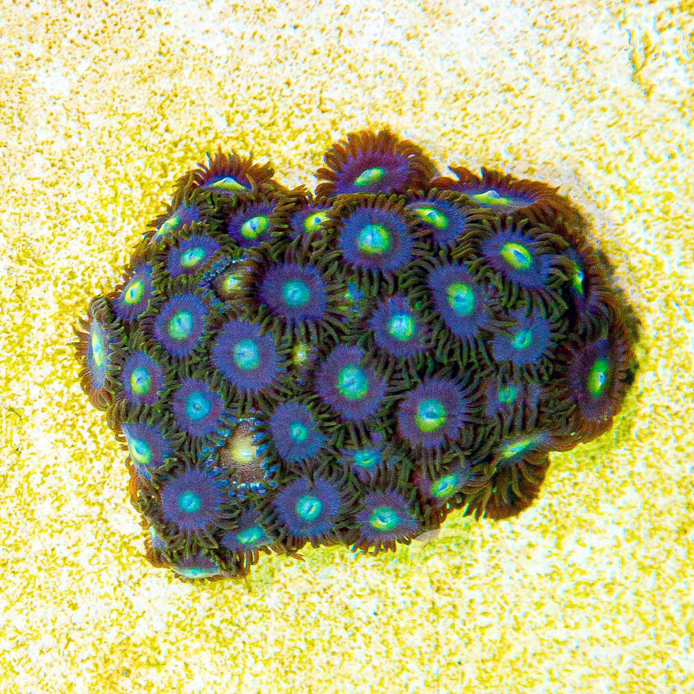 Aquacultured Blueberry Zoanthid Frag (4+ Polyp Average) Size: M 0.75” to 1” Frag