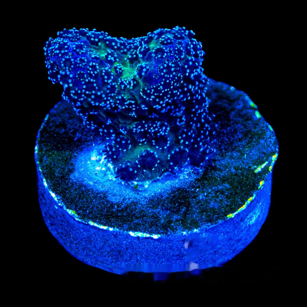 Void Walker Stylophora Frag (Aquacultured) Size: M 0.75" to 1" Approx Frag