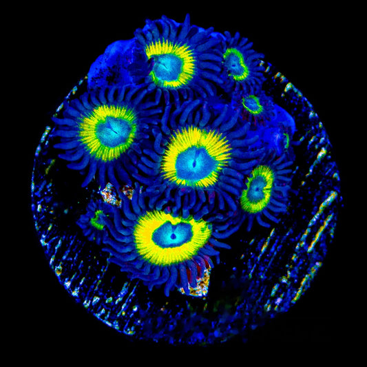 Aquacultured Black Bella Zoanthid Frag (4+Polyp Average) Size: M 0.75” to 1” Frag