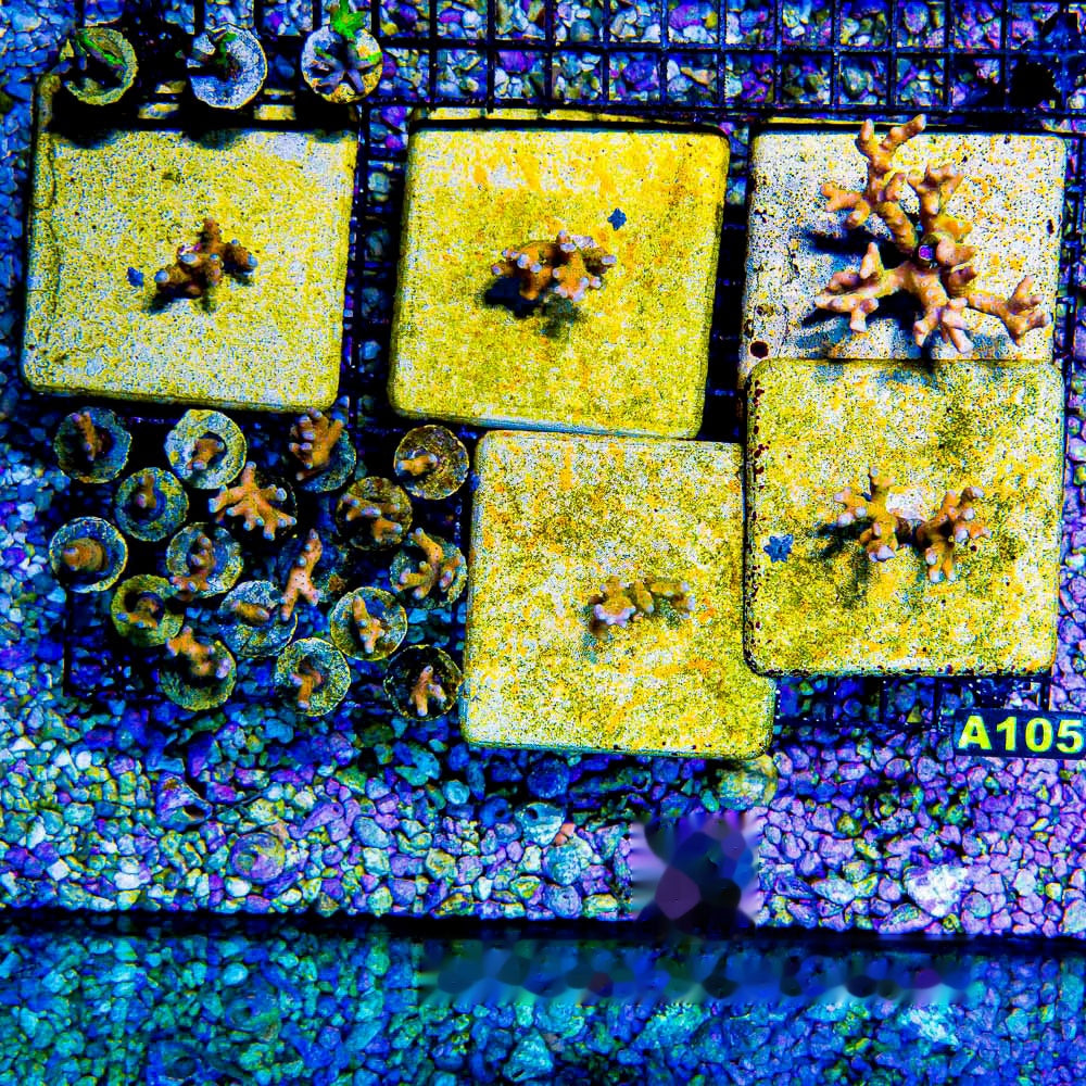 Tropicana Anacropora Frag (Aquacultured) Size: M 0.5" to 0.75" Approx Frag